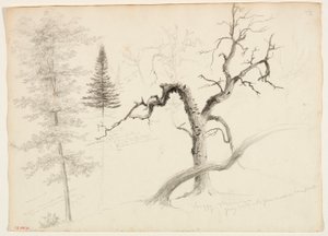 Érable, sapin baumier, pin, bouleau jaune hirsute, bouleau blanc, 1828 - Thomas Cole